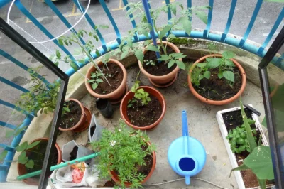Urban Gardening Kits for Preppers: Grow Your Own Food